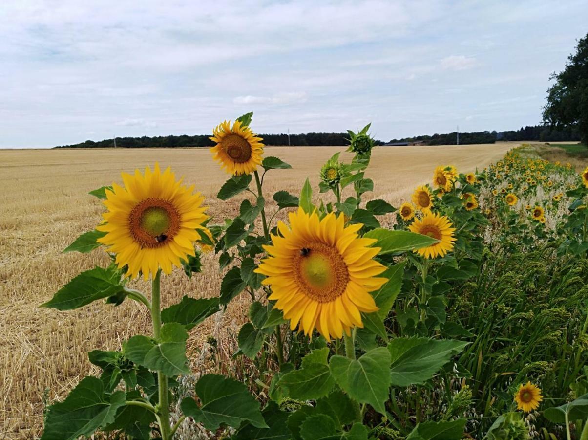Gite Du Soleil Anhee Luaran gambar